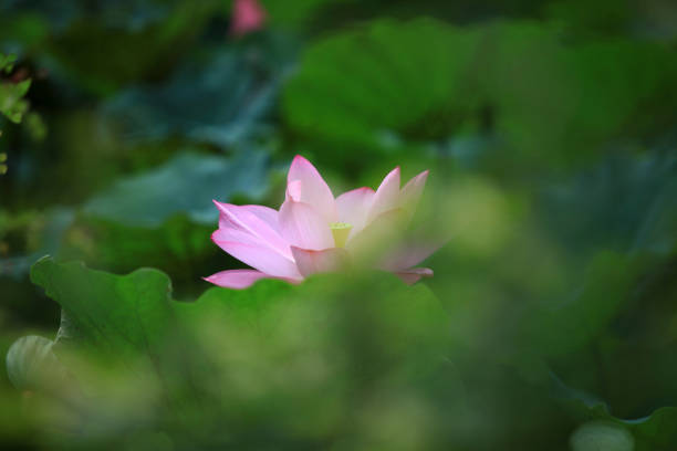 istock The lotus of summer blooming 696261916
