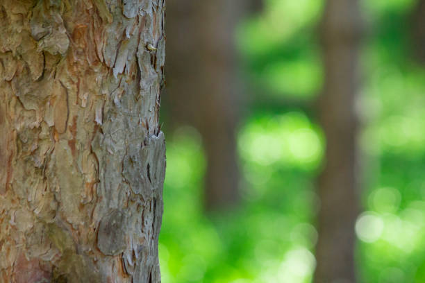 istock Emotional forest with blurred background green grass with empty natural space in dreamy landscape. 696265962