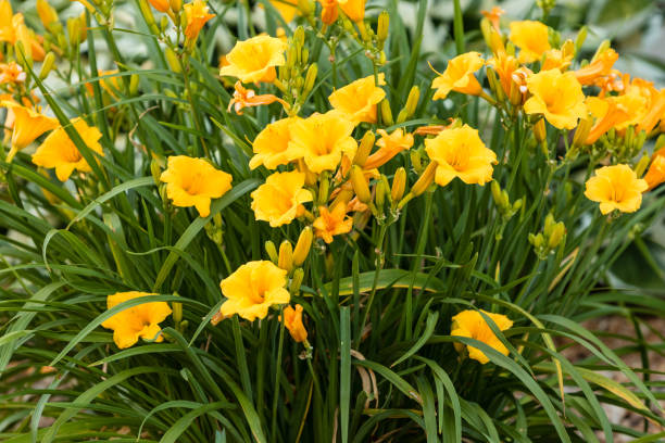 istock a bright, large cluster of yellow liles 696266026