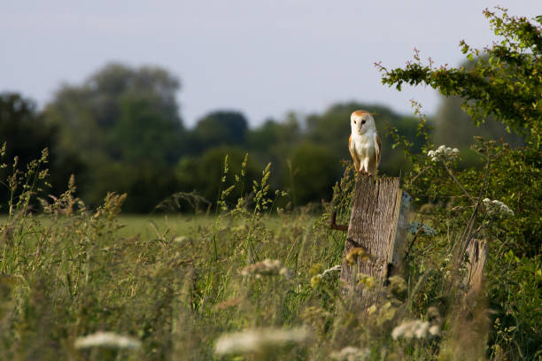 stodoła sowa (tyto alba) wznosi się na posterunku na wsi - owl endangered species barn night zdjęcia i obrazy z banku zdjęć