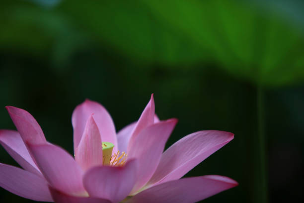 istock The lotus of summer blooming 696268970