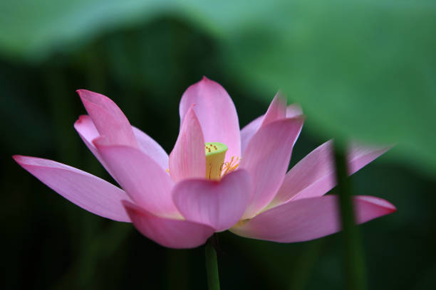 istock The lotus of summer blooming 696269240