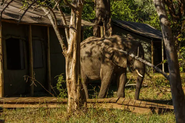 One of the most authentic places for safari with abundant wildlife and unique, on-foot experience