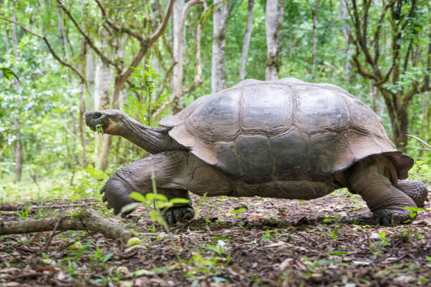 istock Galapagos Giant Tortoise, Galapagos Islands, Ecuador 696269784