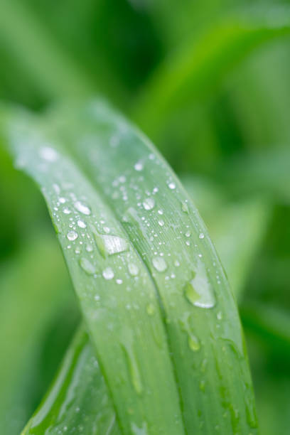 istock Macro foto of green leaf 696269864
