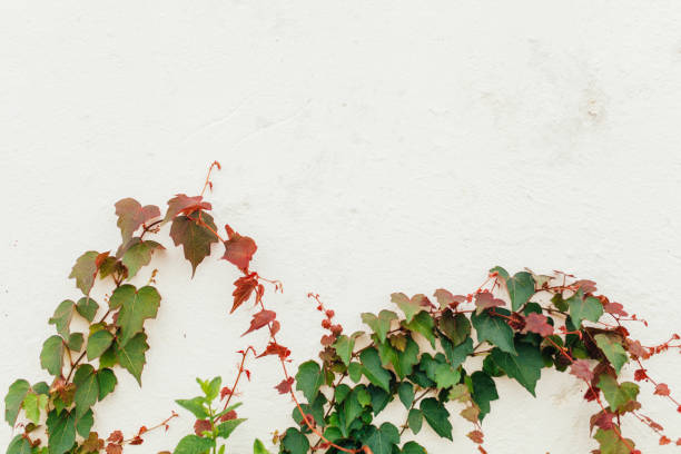 istock Close-Up Of Ivy On Tree 696272125