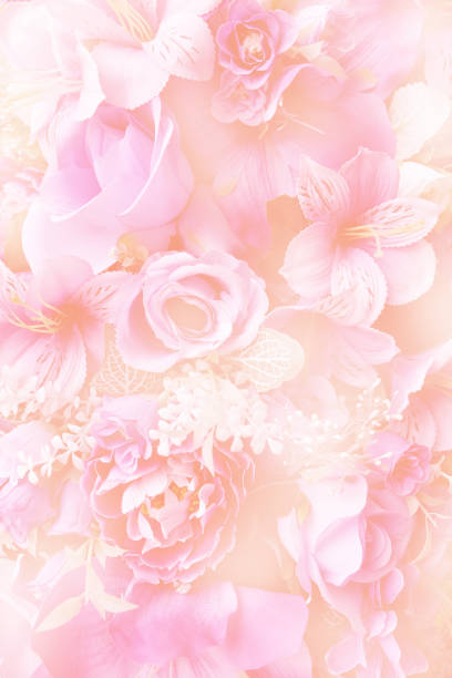 istock Blurred of Rose flowers blooming 696272458