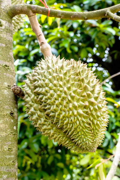 istock fresh durian in the farm, Thai King fruit 696272620