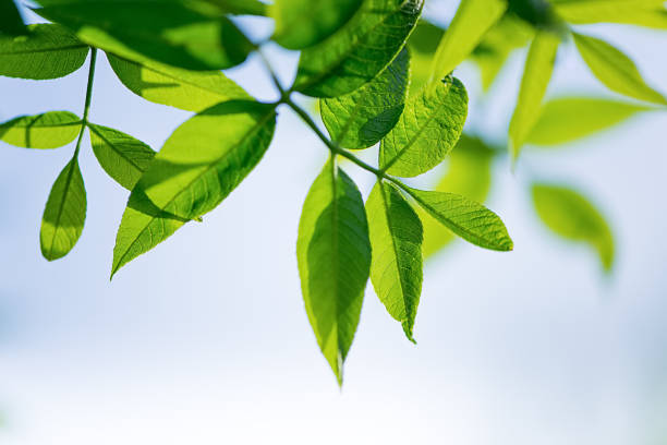 istock Nature background with green leaves 696274114