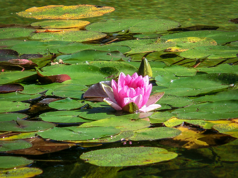 A single water lily on apond in the sun