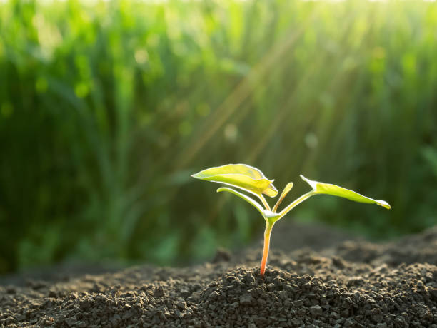 istock Green sprout growing out from soil 696275874