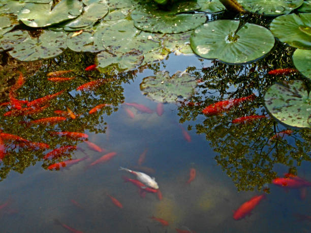 istock Koi fish in the pond with water lilies 696277364