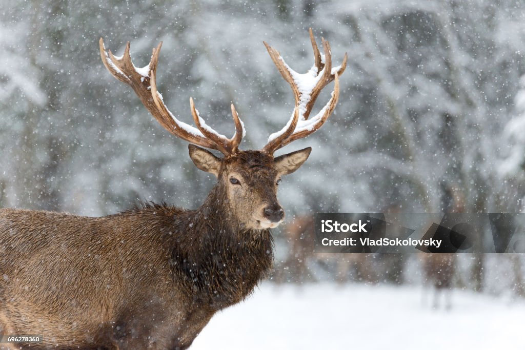 Red Deer en hiver. Portrait du cerf noble, sous les flocons tomber en hiver. Buck cervidés sauvages avec grands chasseurs dans la neige. Un wapiti en vrac, avec un jeu complet de la région de Vitebsk andouillers, Bélarus, - Photo de Faon libre de droits