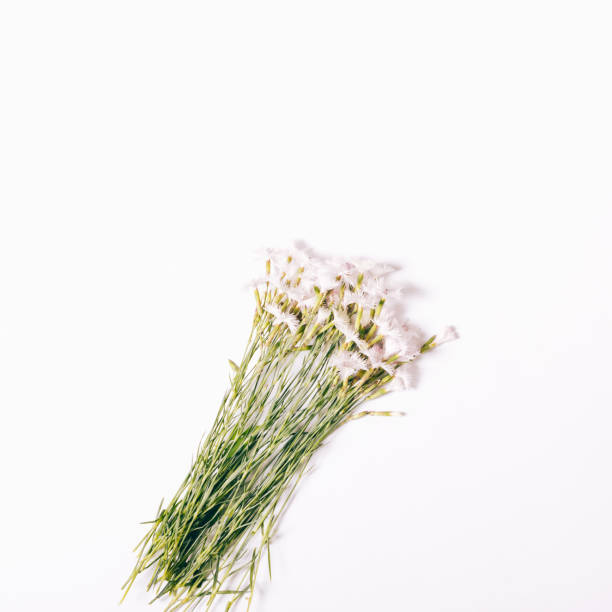 istock Small bouquet of pink carnations on a white background 696278464
