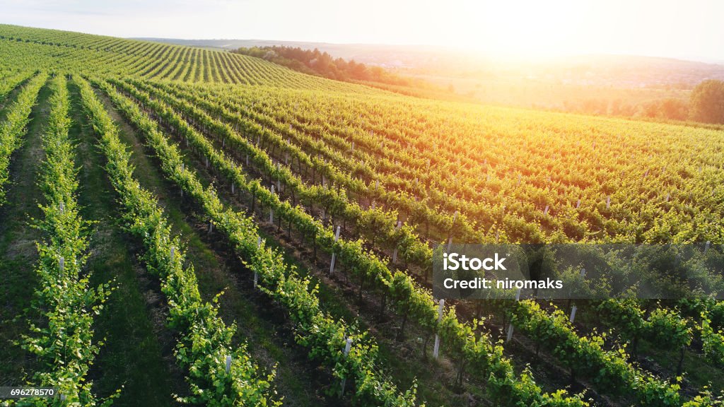 Aerial view  of a green summer vineyard at sunset Drone Stock Photo