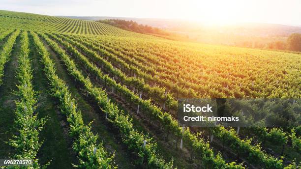 Aerial View Of A Green Summer Vineyard At Sunset Stock Photo - Download Image Now - Drone, Vineyard, Moldova