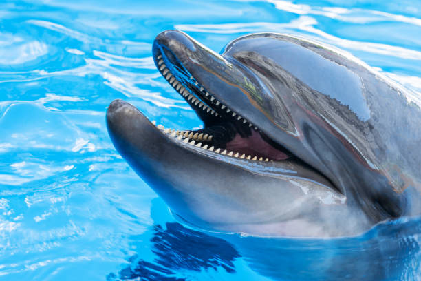 istock Portrait of a dolphin close-up 696280932