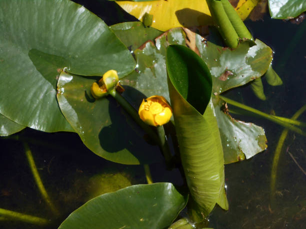 istock Nuphar, small water lily, in the lake 696281618