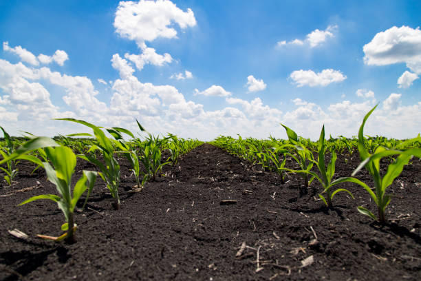 jovens de milho crescendo em um campo de agricultura - corn crop corn genetic modification crop - fotografias e filmes do acervo