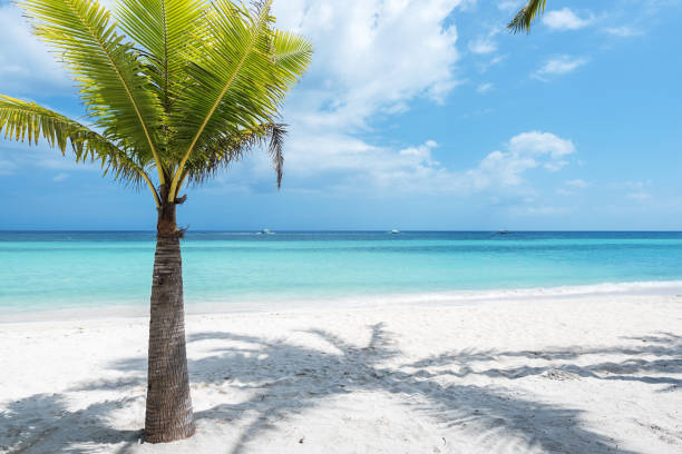 istock Tropical beach palm tree and sea 696285040