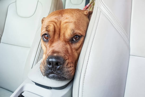 Close up head of brown bullmastiff dog in car