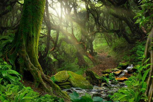 istock Tropical asian jungle with river 696288260