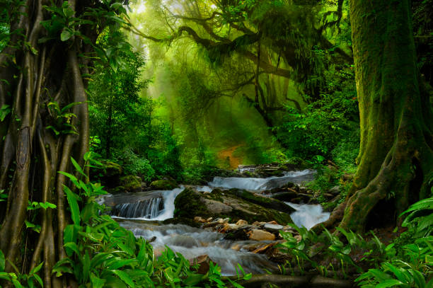 istock Tropical asian jungle with river 696288276