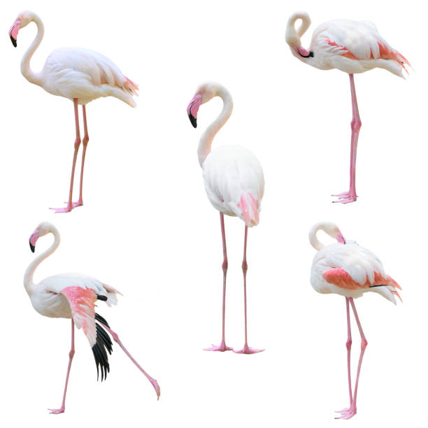 istock greater flamingo (Phoenicopterus roseus) isolated 696289240