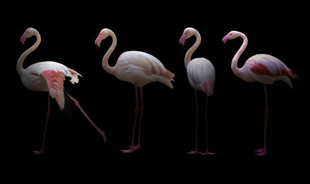istock greater flamingo (Phoenicopterus roseus) 696289296