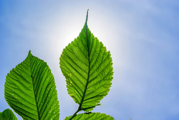 istock Hazel Green leaves against the sky, sunlight 696290116