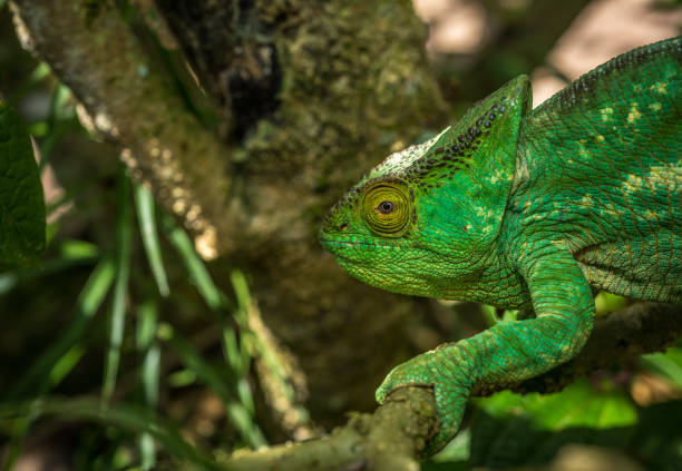 istock Green chameleon of Madagascar 696290202