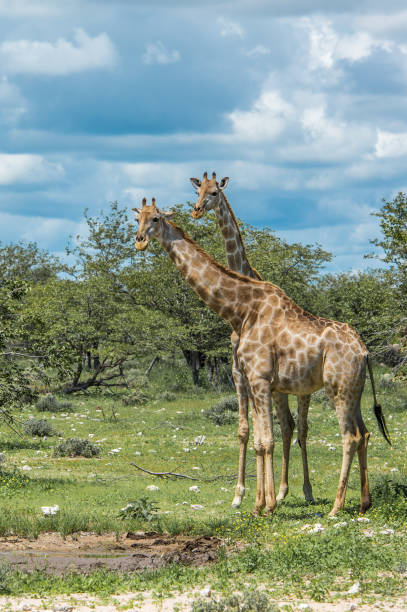 istock Giraffes in Etosha national park, Namibia 696295794