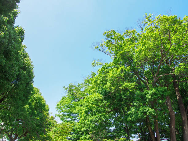 istock Shot in Chiba,Japan. 696296202