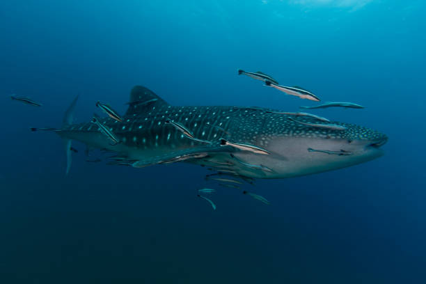 istock Whale Shark (Rhincodon typus) the largest fish in the animal kingdom 696296550
