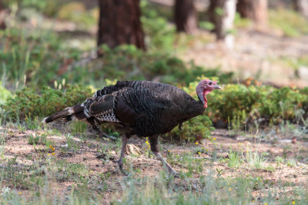 istock Wild Turkey In the Rocky Mountains 696296600