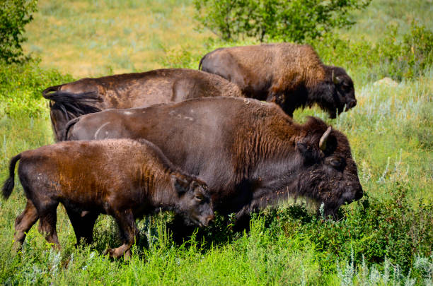 istock Herd of Buffalo 696299260