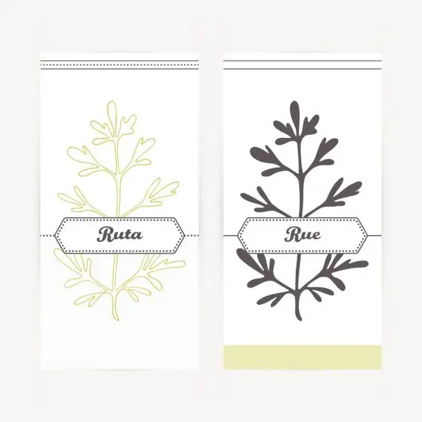 Vector illustration of Hand drawn ruta or rue in outline and silhouette style. Spicy herbs