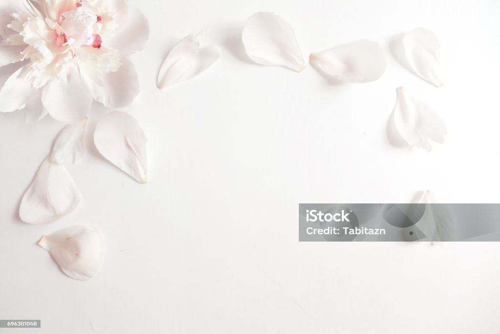 Wedding styled stock photography with peony flower head and petals lying on white background. Flat lay composition. Empty space for your text. Beautiful blank card or birthday invitation Wedding styled stock photography with peony flower head and petals lying on white background. Flat lay composition. Empty space for your text, beautiful blank card or birthday invitation. Petal Stock Photo