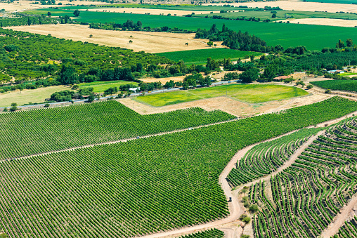 Panoramic view of a vineyard at Colchagua valley, Chile