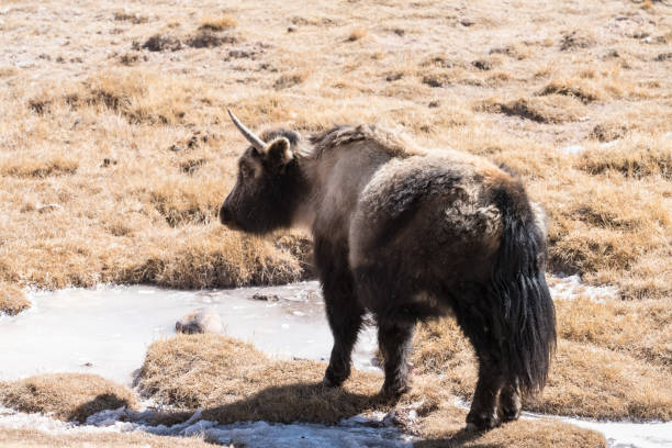 istock yak on snow area plateau 696301658
