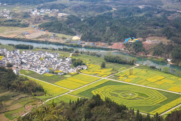 istock rapeseed flowers in qiyun mountain 696304614