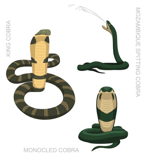 ilustraciones, imágenes clip art, dibujos animados e iconos de stock de serpiente cobra set cartoon vector ilustración - cobra rey