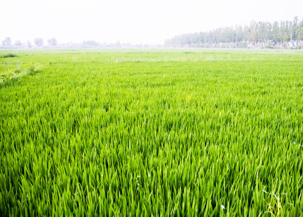 Riceshoots
