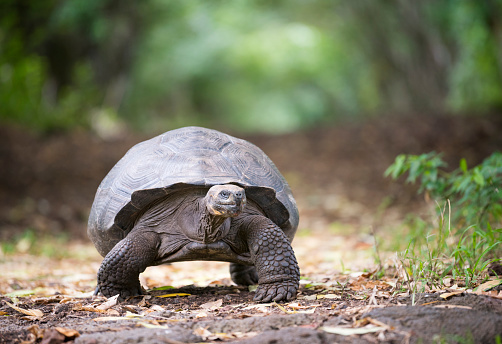 Unique photo of a huge fully grown Galapagos Giant Tortoise in wildlife. Highlands, Santa Cruz, Galapagos Islands, Ecuador. Nikon D810. Converted from RAW.