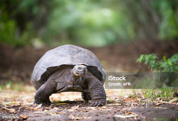 Galapagos Giant Tortoise Galapagos Islands Ecuador Stock Photo - Download Image Now