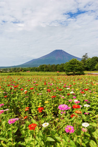 istock Mt. Fuji and Zinnia 696310728