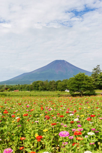 istock Mt. Fuji and Zinnia 696310824