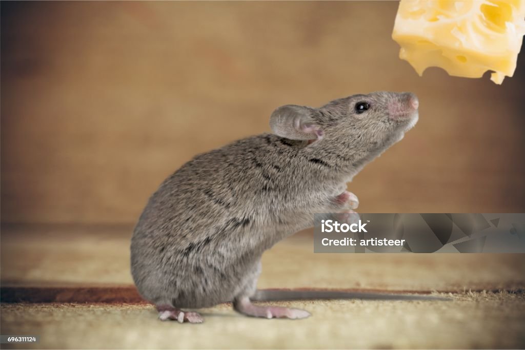 Animal. Gray mouse animal  and cheese on  background Animal Stock Photo