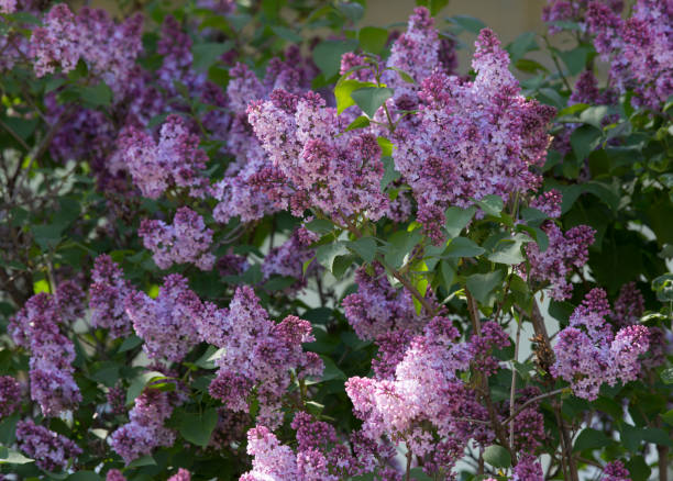 istock Beautiful Lilac blossoms 696315140