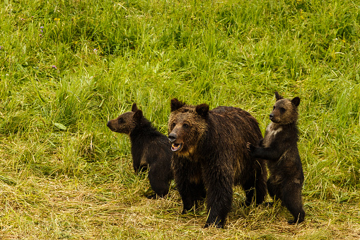 The National Park of Yellowstone is one of the most astounding places where the nature and the geology interlock. It is a pity that so many (misbehaving) visitors crowd it during the summer days.